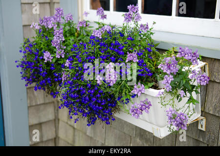 Lavande pâle et bleu foncé lantana lobelia renverse une fenêtre de dialogue sur un chalet dans le Maine. Banque D'Images