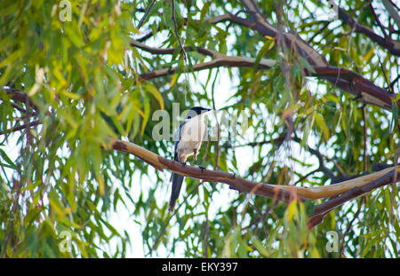 Azure-winged Magpie ou Cyanopica cyanus perché sur la branche d'eucalyptus Banque D'Images