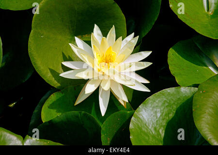 Nénuphar blanc (Nymphaea alba) parmi ses feuilles vertes Banque D'Images