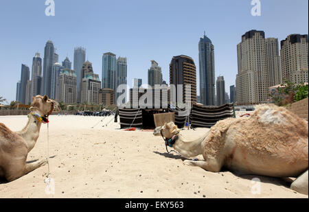 Dubai UAE Chameaux regarder vers l'horizon de la ville de la plage de Jumeirah Banque D'Images