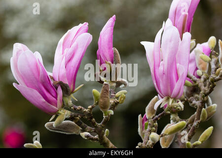 Rose Rose et pétales blancs dans les feuillus à croissance lente, Magnolia 'George Henry Kern' Banque D'Images