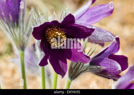 Violet foncé sous forme d'une anémone pulsatille, Pulsatilla halleri Banque D'Images