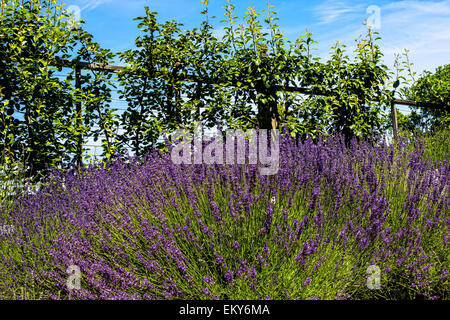 Une lavande sauvage bush en jardin public de Wave Hill dans le Bronx le 7 juin 2012. Banque D'Images