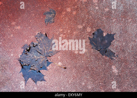 Feuilles d'érable dans la flaque Banque D'Images