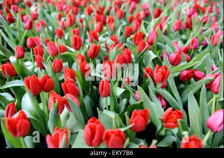 Tourné au printemps avec un champ rempli de tulipes rouges Banque D'Images