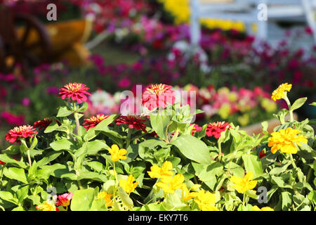 Galerie fleurs à Bagdad Banque D'Images