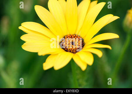 Fleur jaune avec de nombreux macro pétales vue supérieure Banque D'Images