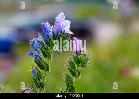 Fleur bleue sur un pré à l'arrière-plan flou Banque D'Images