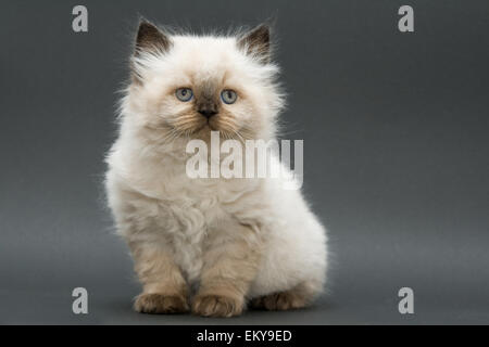 Mignon chaton British longhair colourpoint studio shot Banque D'Images