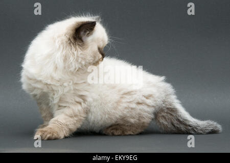 Mignon chaton British longhair colourpoint studio shot Banque D'Images