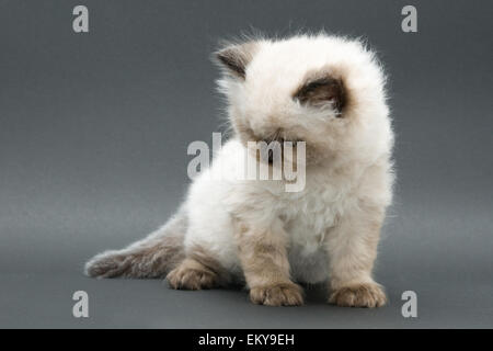 Mignon chaton British longhair colourpoint studio shot Banque D'Images