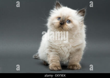 Mignon chaton British longhair colourpoint studio shot Banque D'Images