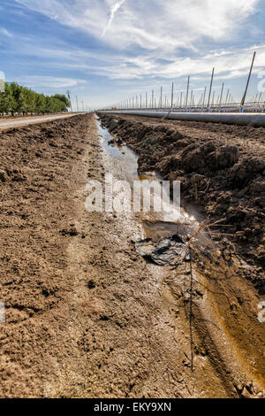 Fossé d'irrigation fonctionnant à côté de vignes et vergers d'amandiers. Cardella Winery, une entreprise familiale depuis 1969, est dans le comté de Fresno Banque D'Images