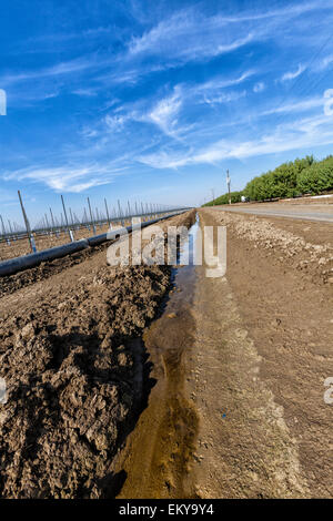 Fossé d'irrigation fonctionnant à côté de vignes et vergers d'amandiers. Cardella Winery, une entreprise familiale depuis 1969, est dans le comté de Fresno Banque D'Images