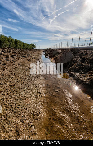 Fossé d'irrigation fonctionnant à côté de vignes et vergers d'amandiers. Cardella Winery, une entreprise familiale depuis 1969, est dans le comté de Fresno Banque D'Images