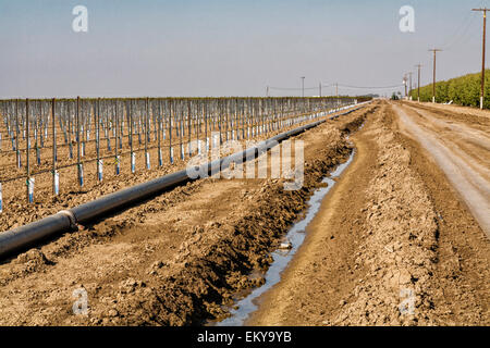 Fossé d'irrigation fonctionnant à côté de vignes et vergers d'amandiers. Cardella Winery, une entreprise familiale depuis 1969, est dans le comté de Fresno Banque D'Images