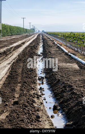 Fossé d'irrigation fonctionnant à côté de vignes et vergers d'amandiers. Cardella Winery, une entreprise familiale depuis 1969, est dans le comté de Fresno Banque D'Images