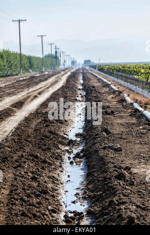 Fossé d'irrigation fonctionnant à côté de vignes et vergers d'amandiers. Cardella Winery, une entreprise familiale depuis 1969, est dans le comté de Fresno Banque D'Images