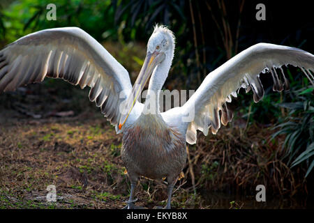 Pélican frisé (Pelecanus crispus) open wings Banque D'Images