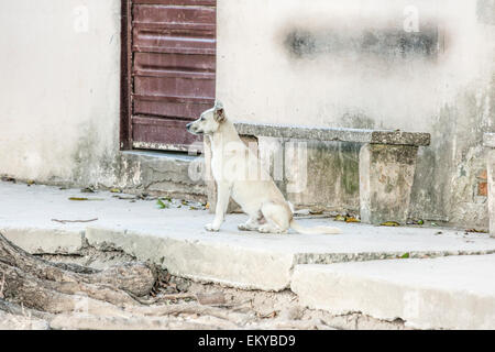 Stray chien blanc sur un bloc de béton à côté d'une vieille porte en bois en décomposition près d'une voie de chemin de fer dans une partie reculée de Cuba Banque D'Images