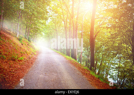 Très belle forêt avec des passerelles en bois et rivières avec le soleil du soir qui brillait à travers le couvert des arbres. Banque D'Images