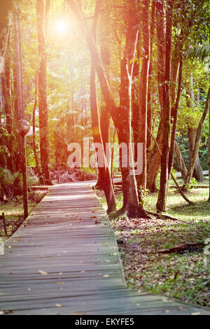 Très belle forêt avec des passerelles en bois et rivières avec le soleil du soir qui brillait à travers le couvert des arbres. Banque D'Images