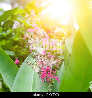 Du beau papier papillons kite (nymphe des arbres) et recueillir le nectar des fleurs roses contre le soleil du soir Banque D'Images