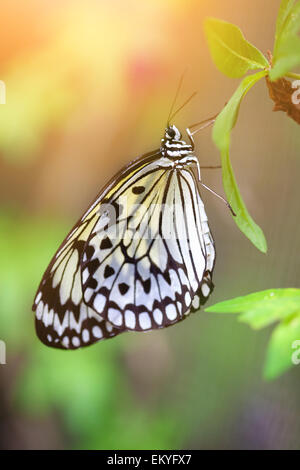 Du beau papier kite butterfly (nymphe des arbres) reposant sur une feuille verte Banque D'Images