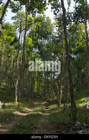 Sentier de randonnée dans le parc national de lawachara Banque D'Images