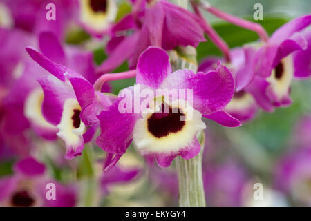 Dendrobium nobile hybride. Banque D'Images