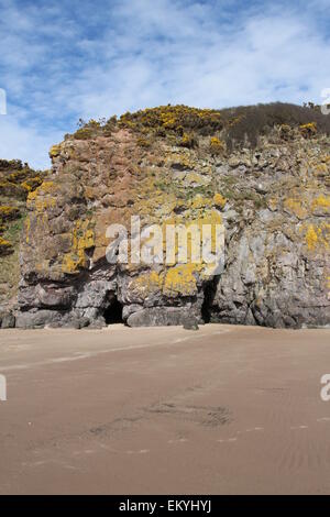 Cliffs à lunan bay angus ecosse avril 2015 Banque D'Images