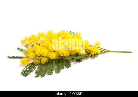 Mimosa (silver wattle) isolé sur fond blanc. Banque D'Images