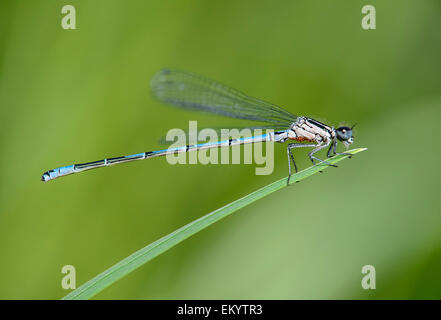 Demoiselle d'Azur (Coenagrion puella), homme, avec des points rouges sous le thorax, avec de l'eau infestée par les acariens (Arrenurus), Suisse Banque D'Images