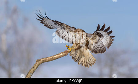 Buse variable (Buteo buteo) débarquement sur une branche en hiver, Réserve de biosphère, Jura souabe, Bade-Wurtemberg, Allemagne Banque D'Images