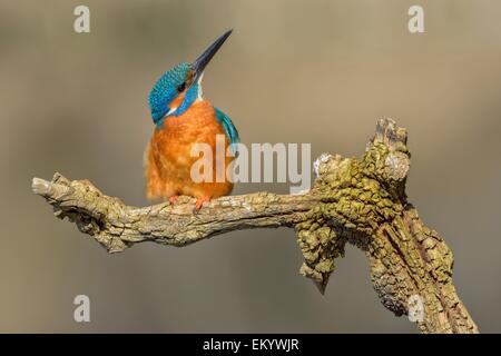 Kingfisher (Alcedo atthis), homme, adulte, reposant sur l'affût, Illertal, en Haute Souabe, Bade-Wurtemberg, Allemagne Banque D'Images