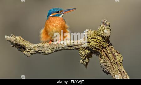 Kingfisher (Alcedo atthis), femme, adulte, reposant sur l'affût, Illertal, en Haute Souabe, Bade-Wurtemberg, Allemagne Banque D'Images