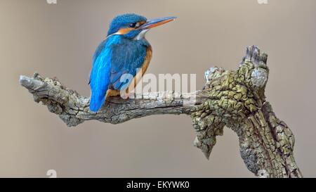 Kingfisher (Alcedo atthis), femme, adulte, reposant sur l'affût, Illertal, en Haute Souabe, Bade-Wurtemberg, Allemagne Banque D'Images