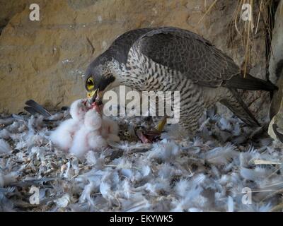 Le faucon pèlerin (Falco peregrinus), femelle adulte nourrissant ses oisillons, Église de Ville Esslingen, Bade-Wurtemberg, Allemagne Banque D'Images