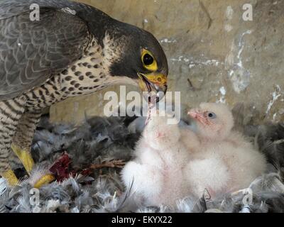 Le faucon pèlerin (Falco peregrinus), femelle adulte nourrissant ses oisillons, Église de Ville Esslingen, Bade-Wurtemberg, Allemagne Banque D'Images
