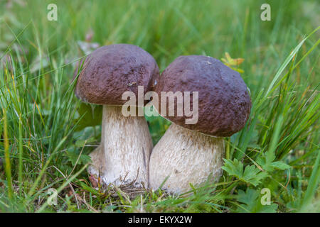 Penny bun champignons (Boletus edulis), Thuringe, Allemagne Banque D'Images