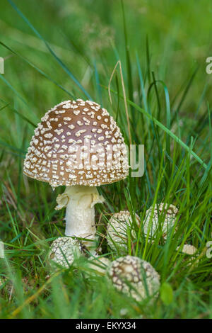 Agaric fly Royal (Amanita regalis), Thuringe, Allemagne Banque D'Images