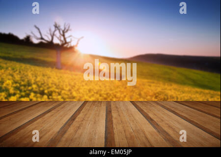 Beau lever de soleil sur champ de colza dans la campagne au printemps Banque D'Images