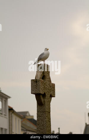 Seagull perché sur la croix de guerre à Looe, Cornwall, Angleterre Banque D'Images