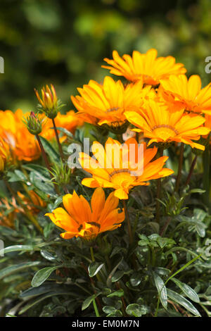 Belle image de l'Afrique de l'orange daisy Banque D'Images