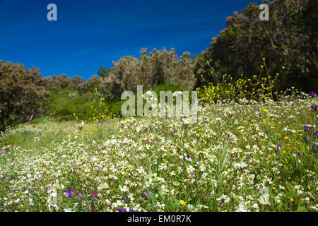 Prairie en fleurs sur la Gomera, presque blanches fleurs de radis sauvage Banque D'Images