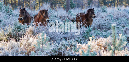 Poneys Dartmoor dans le Dorset UK Banque D'Images