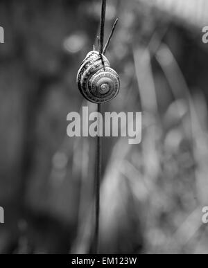 Un escargot attaché à une branche, tourné en noir et blanc, Badajoz, Estrémadure, Espagne Banque D'Images