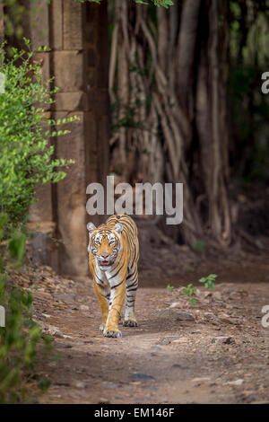 Tigresse du Bengale marche à travers une ancienne porte qui est entouré d'immenses banians, à Ranthambhore Forest. Banque D'Images