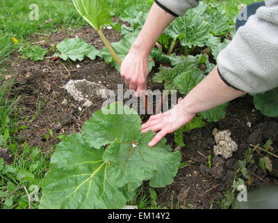 Les jeunes de la récolte de la rhubarbe Banque D'Images