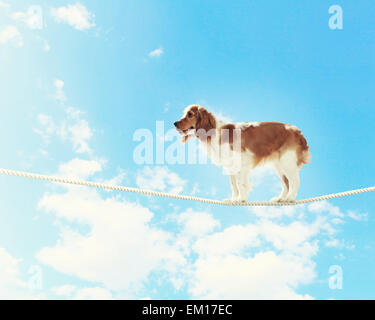 Chien en équilibre sur corde Banque D'Images